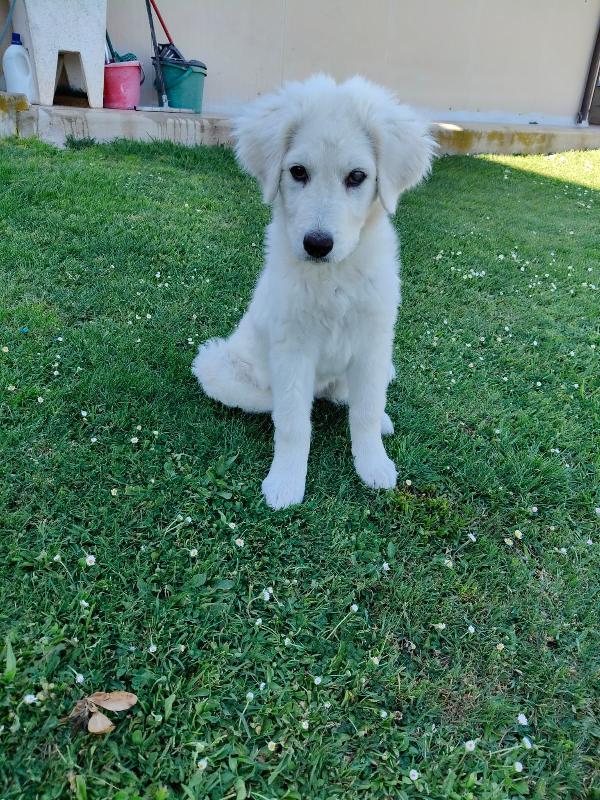 Punch meraviglioso dolce cucciolotto cerca casa  Foto 7