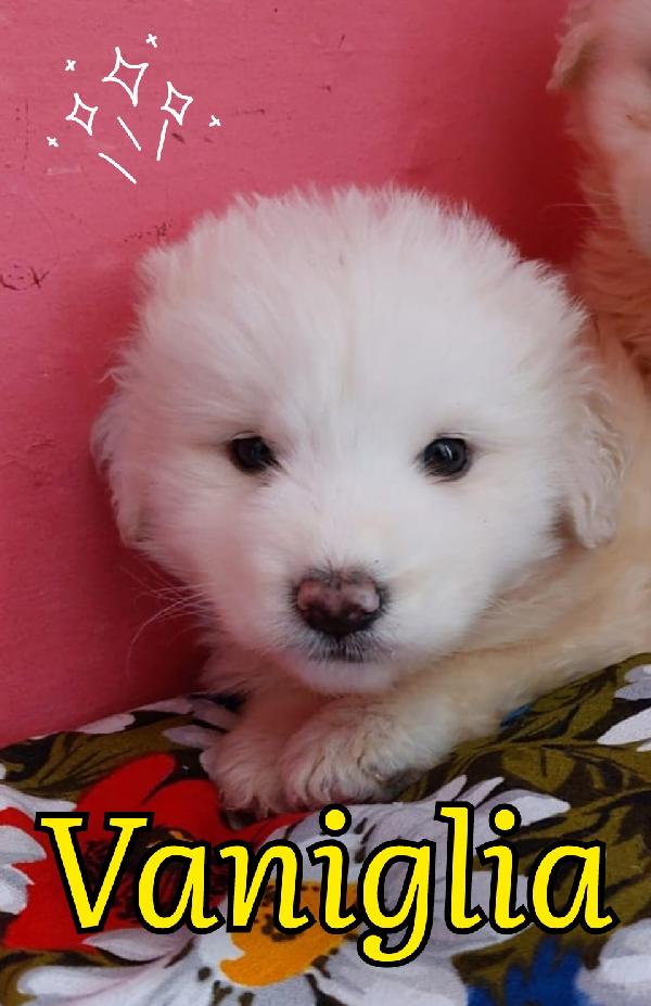Vaniglia Cucciola 2 Mesi