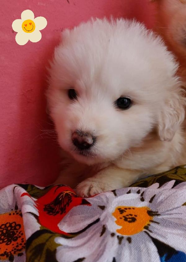 Vaniglia cucciola 2 mesi Foto 2