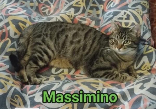 Micio Tigrato E Timidino Quasi 2Anni.roma