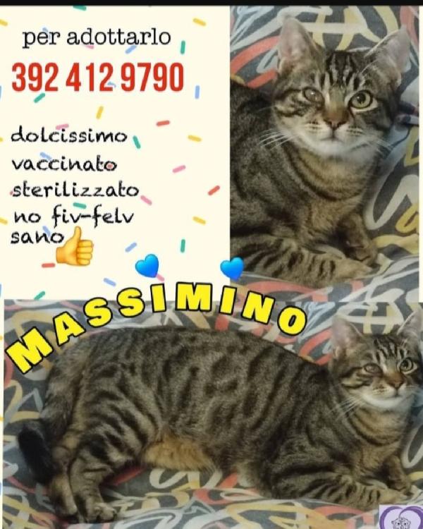 Micio tigrato e timidino quasi 2anni.ROMA Foto 2