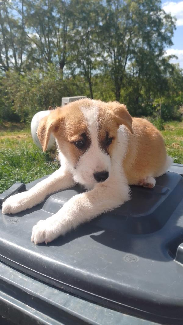 Ava Splendida Dolce Cucciola Cerca Casa 