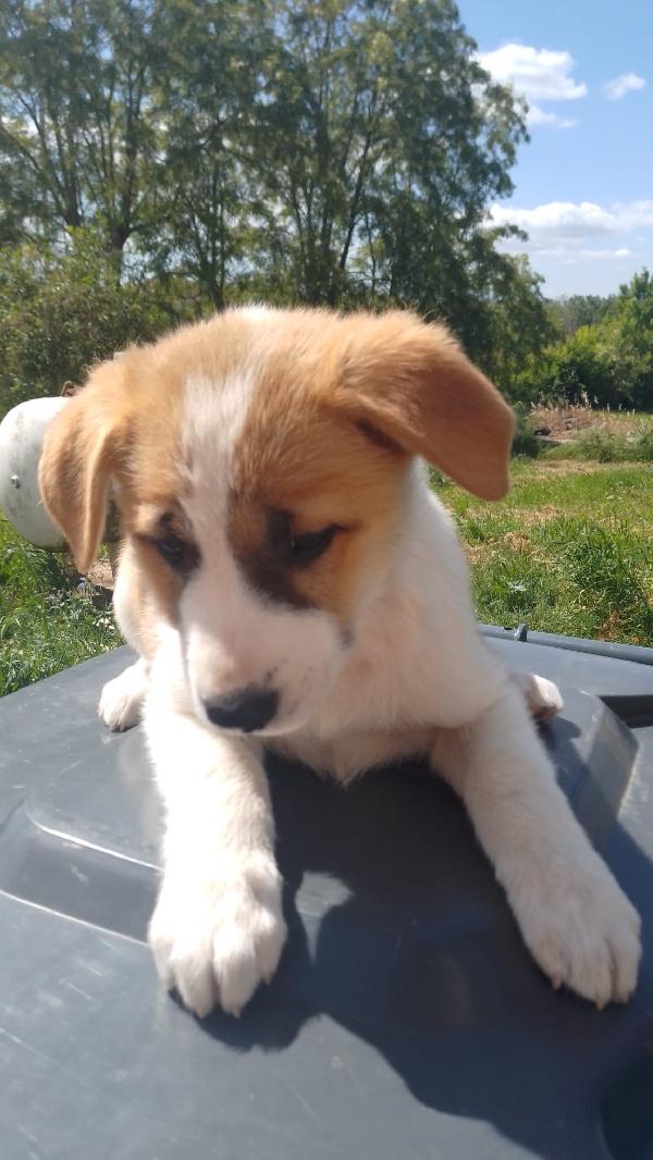 Ava splendida dolce cucciola cerca casa  Foto 2