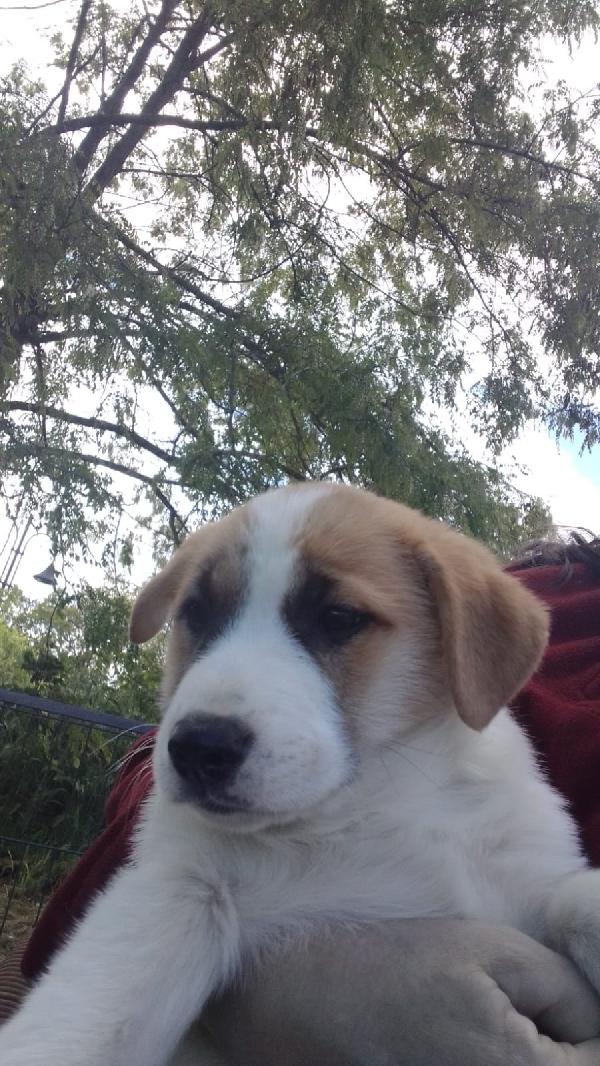 Ava splendida dolce cucciola cerca casa  Foto 3