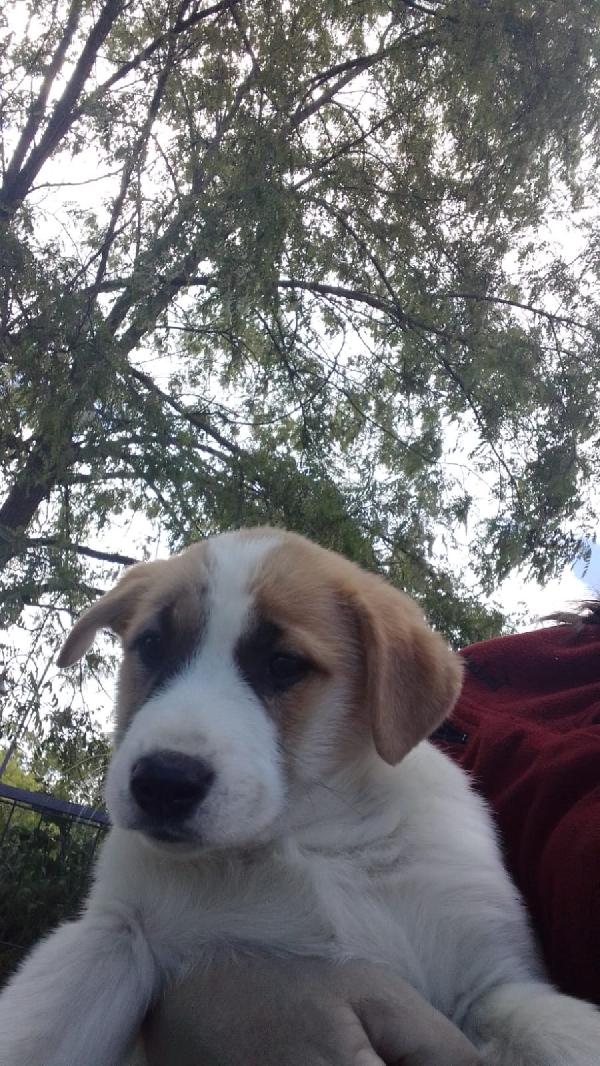 Ava splendida dolce cucciola cerca casa  Foto 5