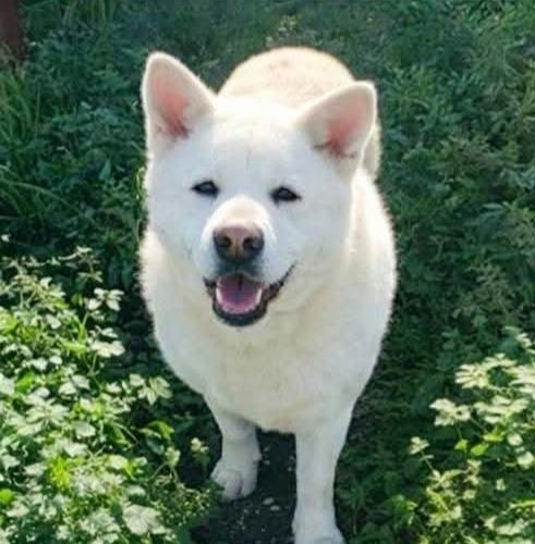 Clarissa, l'akita che ruberà il tuo cuore❤ Foto 2