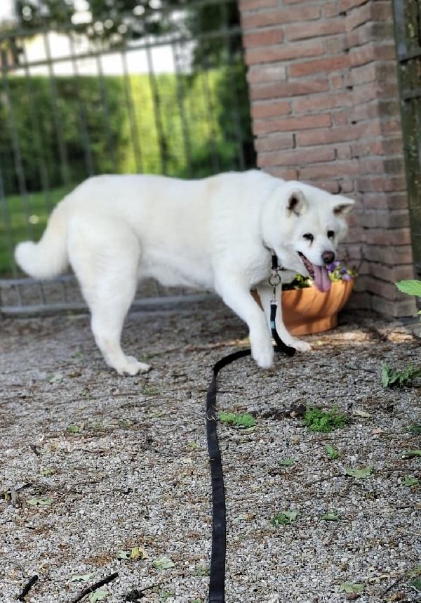 Clarissa, l'akita che ruberà il tuo cuore❤ Foto 3