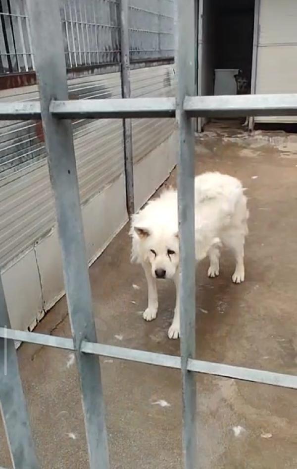 Clarissa, l'akita che ruberà il tuo cuore❤ Foto 4