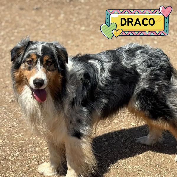 Draco - Australian Sheperd Blu Merle Cerca Casa - In Adozione