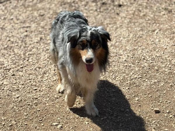 Draco - AUSTRALIAN SHEPHERD BLU MERLE cerca casa - in adozione Foto 2