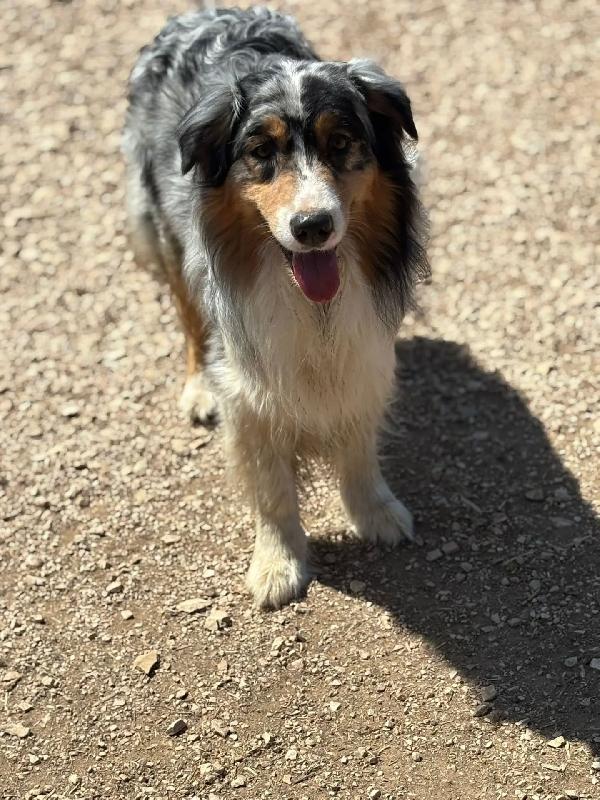 Draco - AUSTRALIAN SHEPHERD BLU MERLE cerca casa - in adozione Foto 3