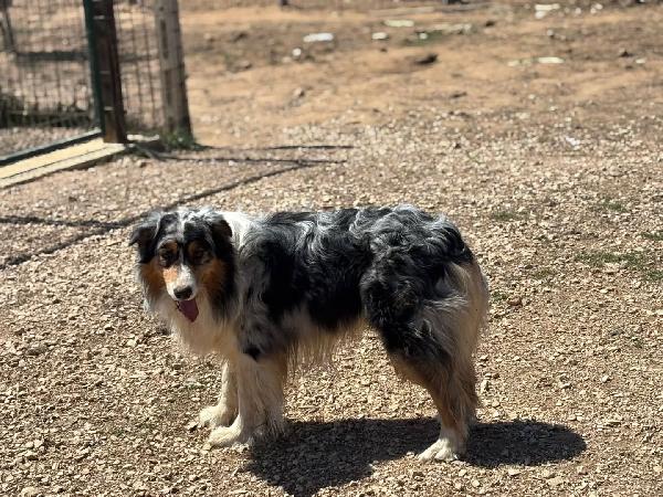 Draco - AUSTRALIAN SHEPHERD BLU MERLE cerca casa - in adozione Foto 4