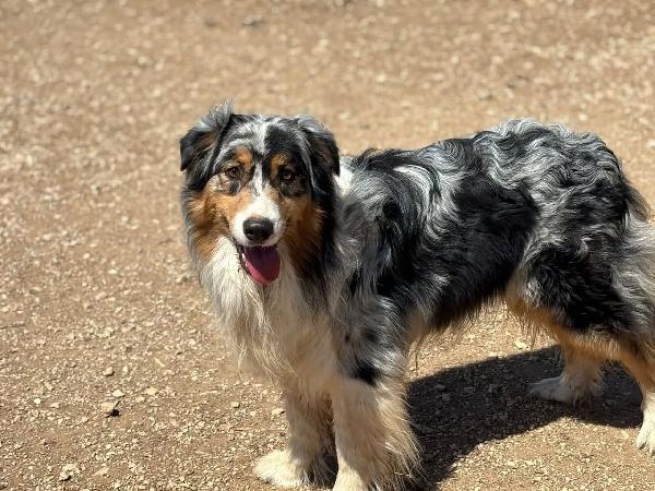 Draco - AUSTRALIAN SHEPHERD BLU MERLE cerca casa - in adozione Foto 5
