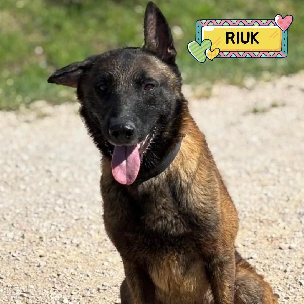 Riuk - Pastore Belga Malinois Cerca Casa - In Adozione 