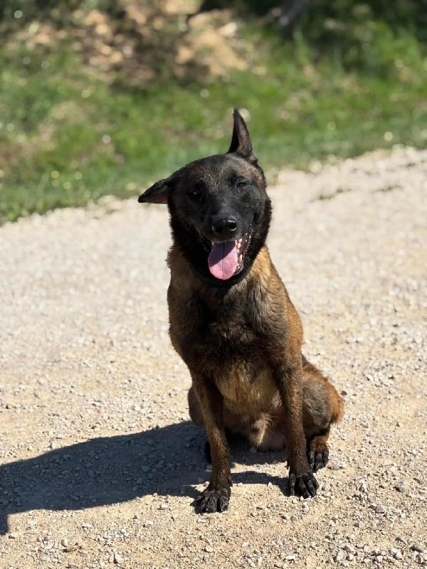 RIUK - pastore belga malinois cerca casa - in adozione  Foto 2