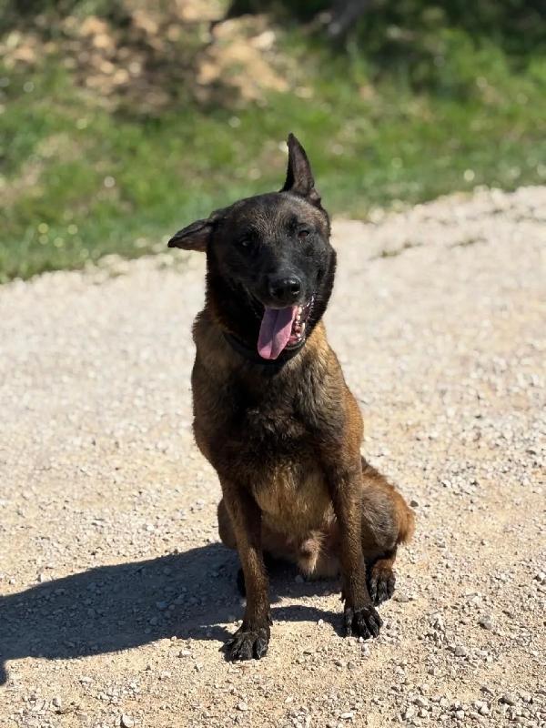 RIUK - pastore belga malinois cerca casa - in adozione  Foto 3