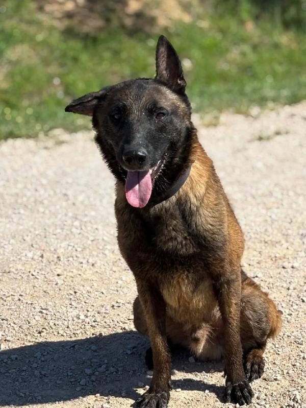 RIUK - pastore belga malinois cerca casa - in adozione  Foto 4