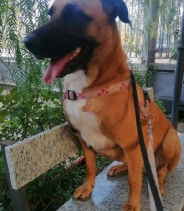 Gaia 3anni e 1/2 mix Malinois aspetta da cucciola ! NAPOLI Foto 5