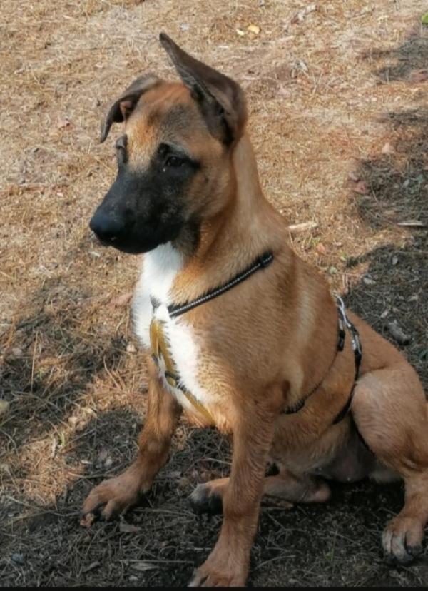 Gaia 3anni e 1/2 mix Malinois aspetta da cucciola ! NAPOLI Foto 7