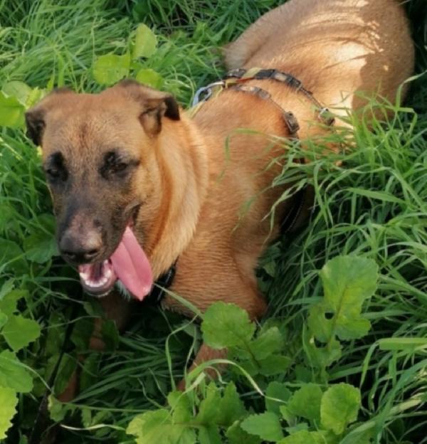 Gaia 3anni e 1/2 mix Malinois aspetta da cucciola ! NAPOLI Foto 8