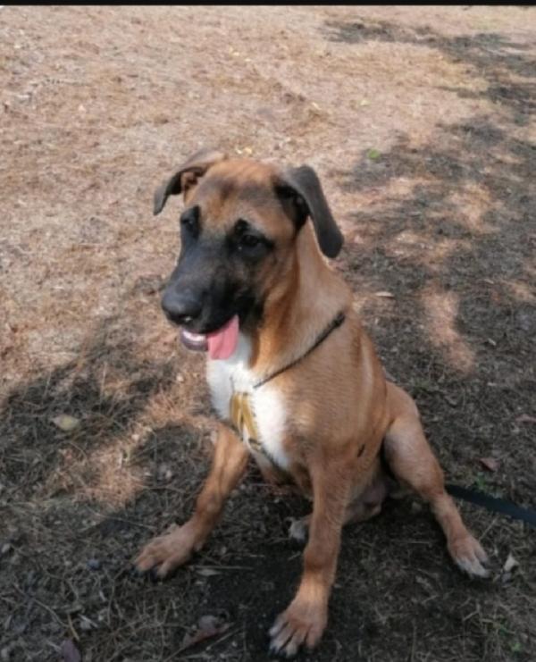 Gaia 3anni e 1/2 mix Malinois aspetta da cucciola ! NAPOLI Foto 9