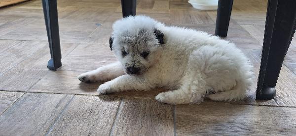 Pongo, Meraviglioso Cucciolo Abbandonato