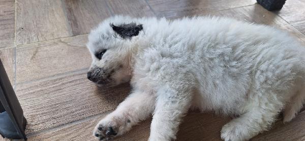 Pongo, meraviglioso cucciolo abbandonato Foto 2