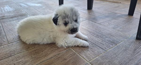 Pongo, meraviglioso cucciolo abbandonato Foto 3