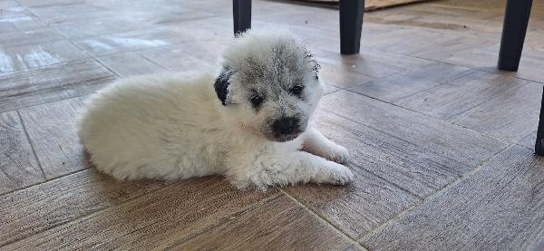 Pongo, meraviglioso cucciolo abbandonato Foto 4