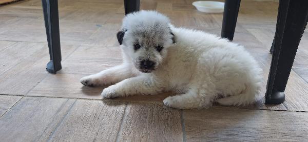 Pongo, meraviglioso cucciolo abbandonato Foto 5