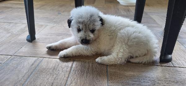 Pongo, meraviglioso cucciolo abbandonato Foto 6