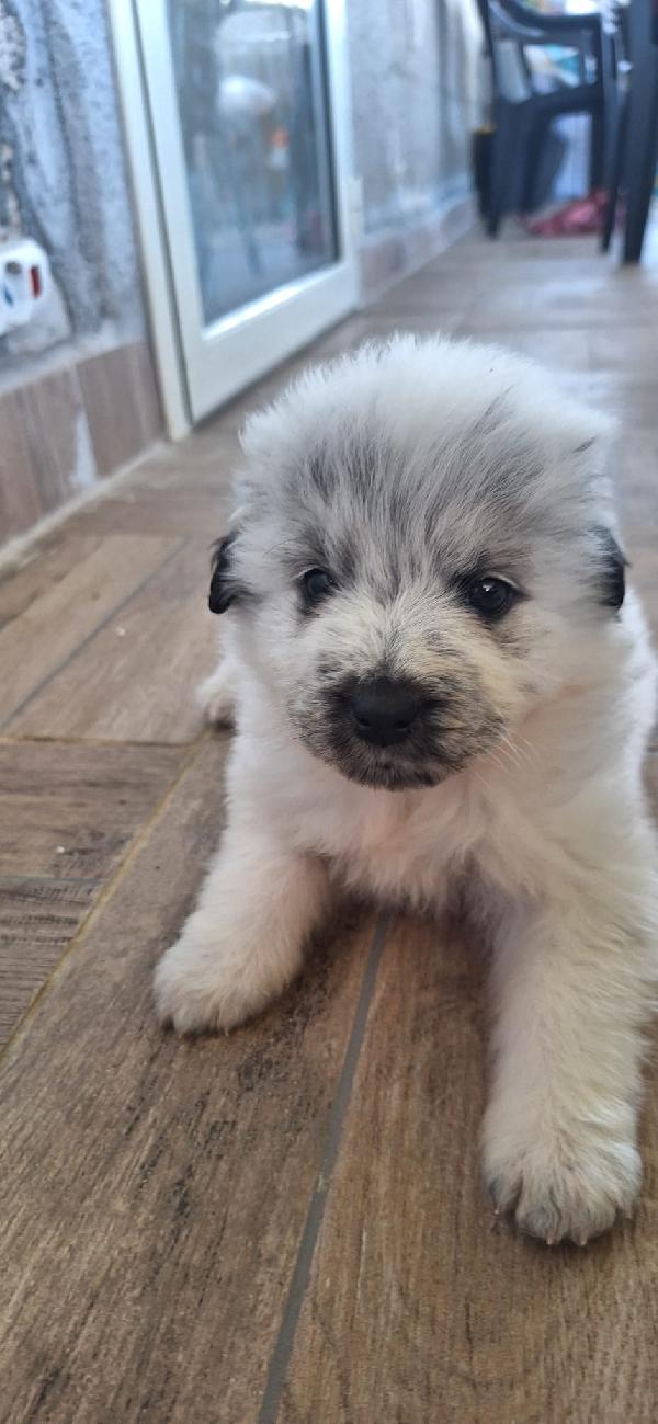 Pongo, meraviglioso cucciolo abbandonato Foto 7