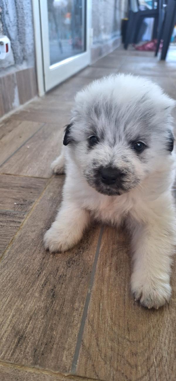 Pongo, meraviglioso cucciolo abbandonato Foto 8
