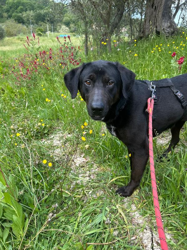 Roby Meraviglioso Giovanotto Simil Labrador Cerca Casa 