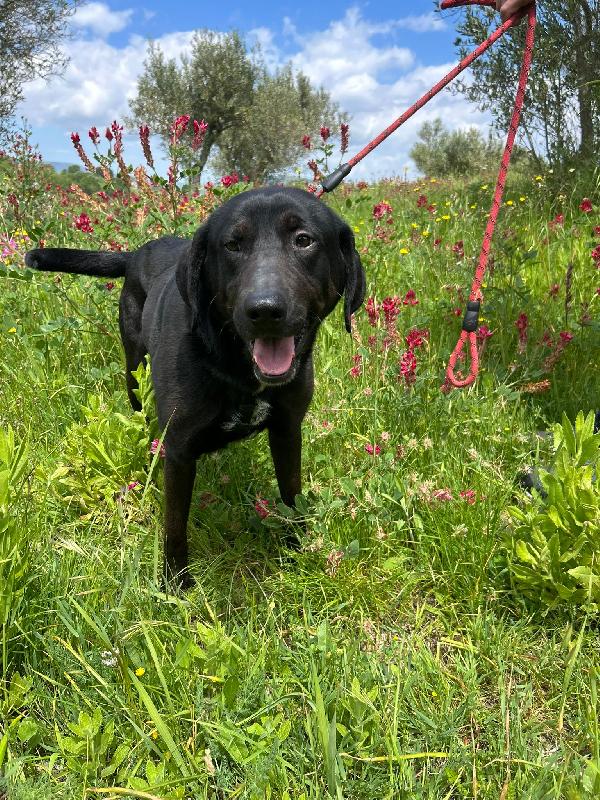 Roby meraviglioso giovanotto simil Labrador cerca casa  Foto 2