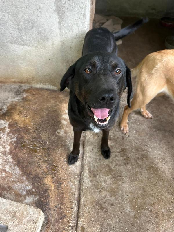 Roby meraviglioso giovanotto simil Labrador cerca casa  Foto 3
