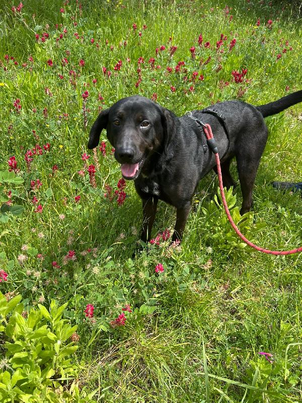 Roby meraviglioso giovanotto simil Labrador cerca casa  Foto 4