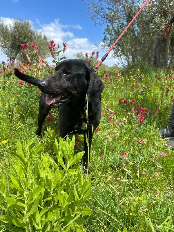 Roby meraviglioso giovanotto simil Labrador cerca casa  Foto 5