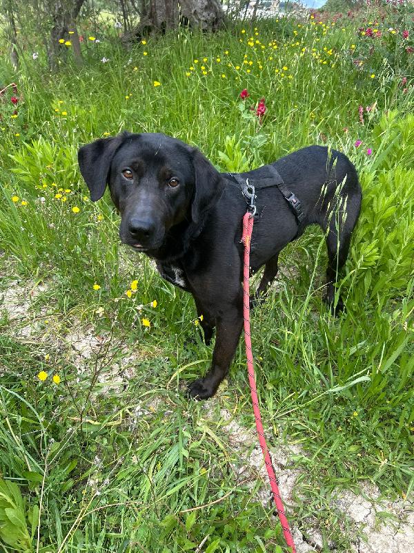 Roby meraviglioso giovanotto simil Labrador cerca casa  Foto 6