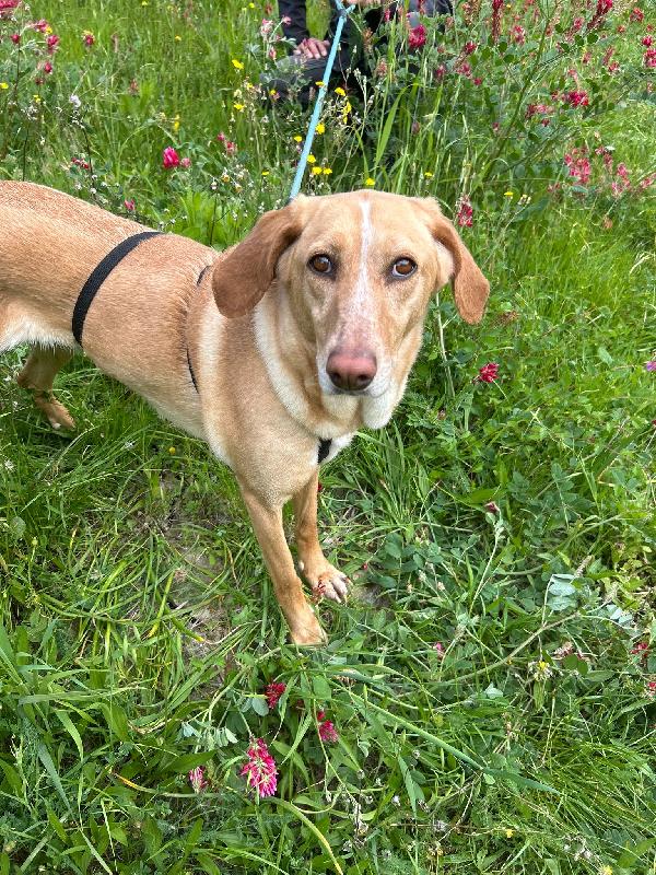 Roby Splendida Giovanotta Simil Segugio Cerca Casa 