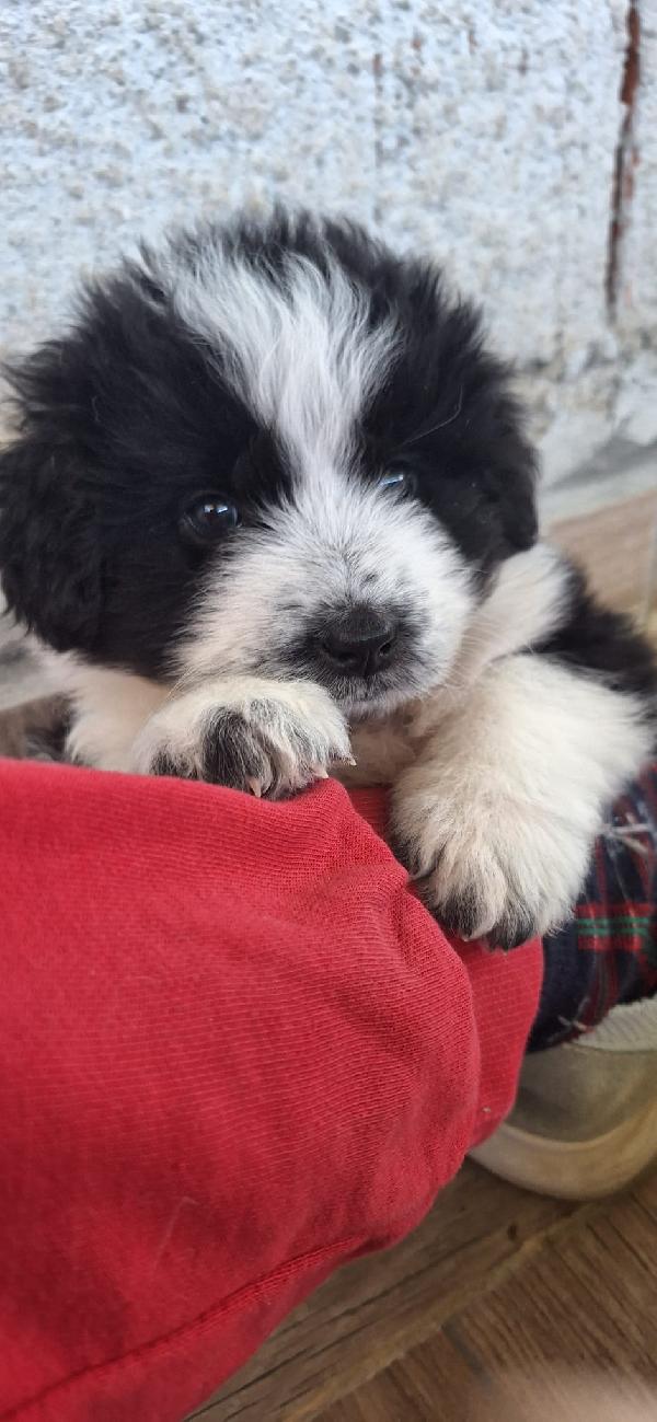 BELLE, CUCCIOLA TAGLIA MEDIA-GRANDE Foto 2