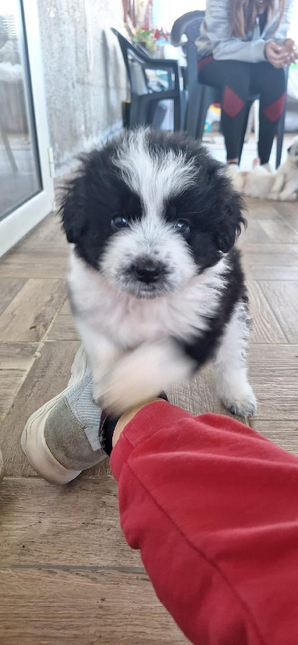 BELLE, CUCCIOLA TAGLIA MEDIA-GRANDE Foto 3