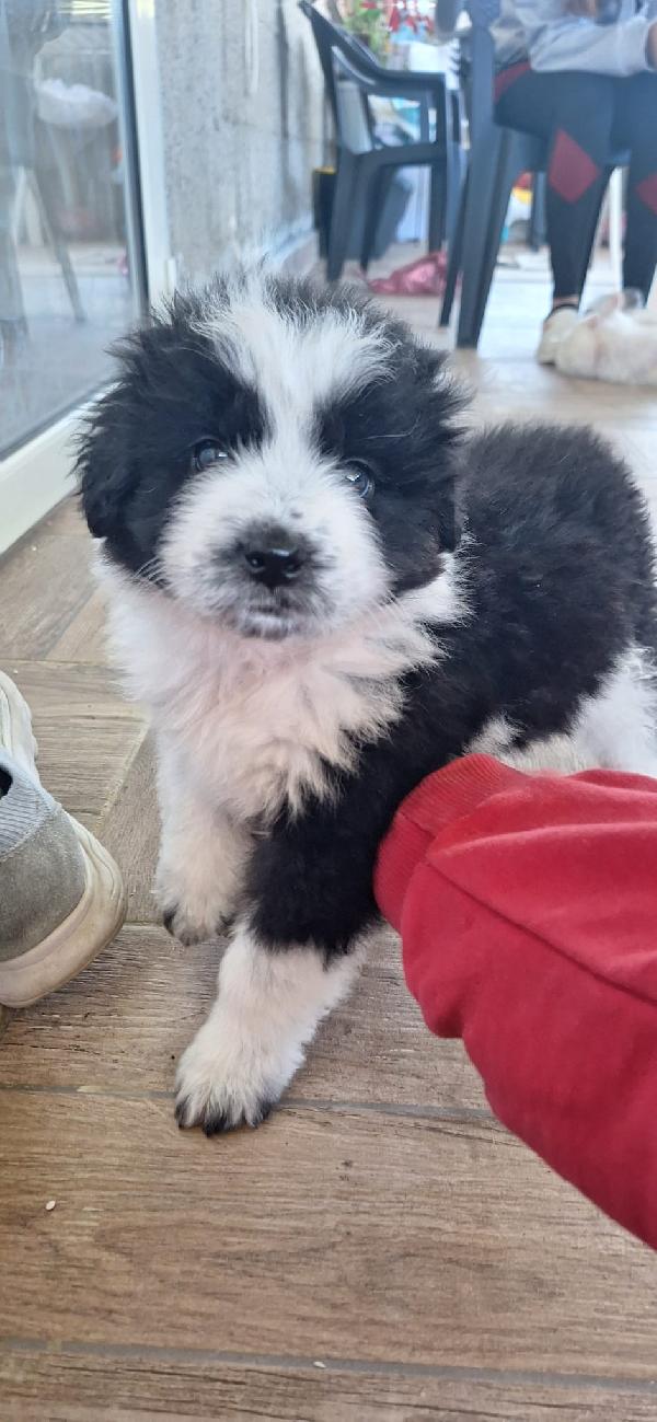 BELLE, CUCCIOLA TAGLIA MEDIA-GRANDE Foto 4