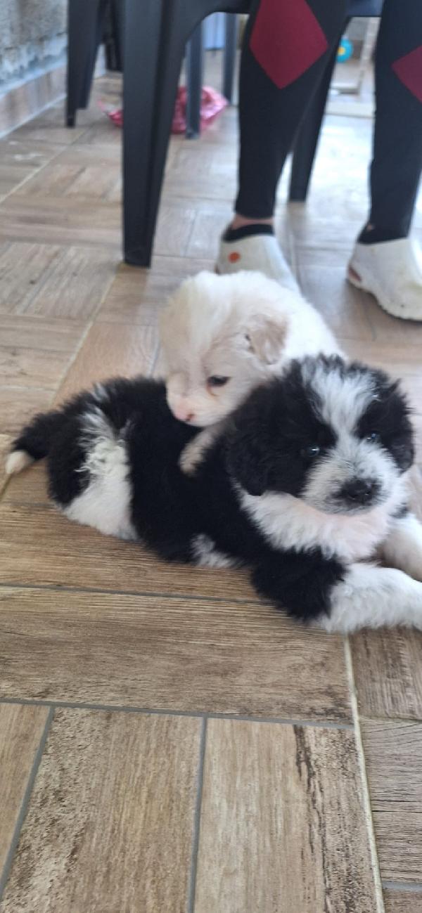 BELLE, CUCCIOLA TAGLIA MEDIA-GRANDE Foto 5