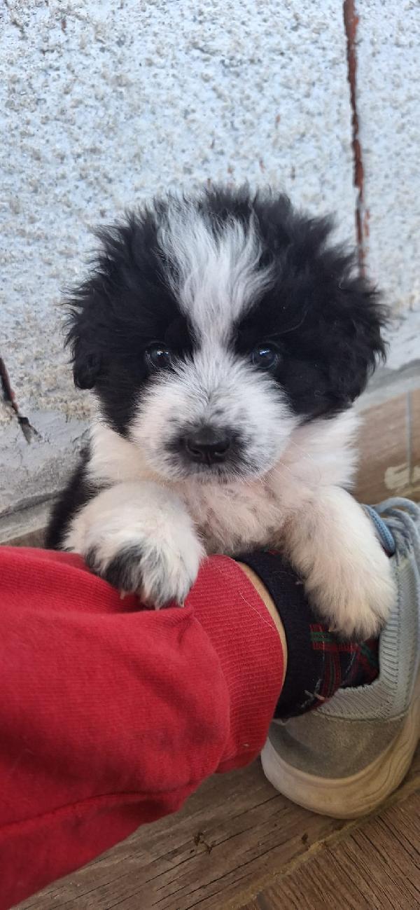 BELLE, CUCCIOLA TAGLIA MEDIA-GRANDE Foto 6