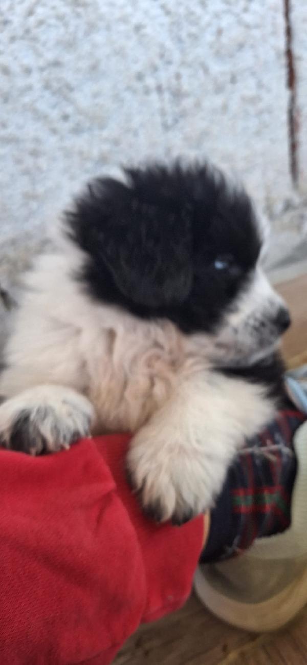 BELLE, CUCCIOLA TAGLIA MEDIA-GRANDE Foto 7