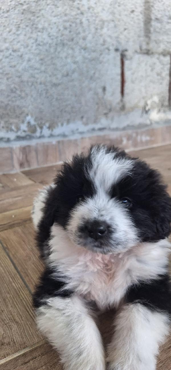 BELLE, CUCCIOLA TAGLIA MEDIA-GRANDE Foto 8