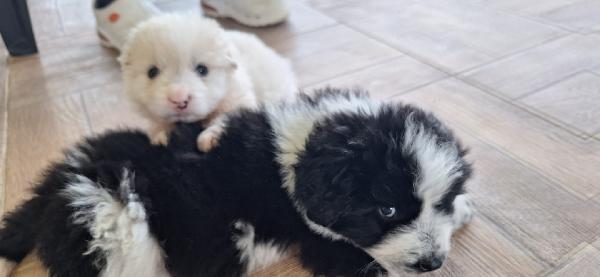 MEMOLE dolcissima cucciola  Foto 6
