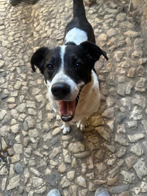 Coffee Meraviglioso Cagnolino Cerca Casa 