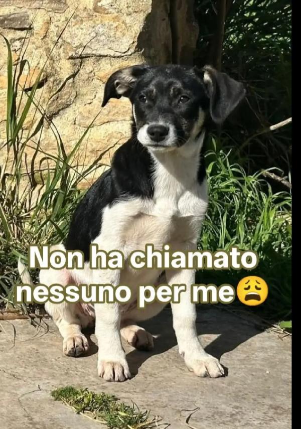 Pepe 4Mesi Nessuno Ha Chiamato X Lui.